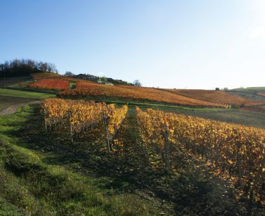 Le Langhe